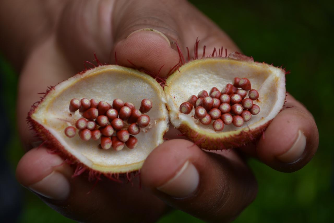 Itamandi Eco Lodge Río Arajuno エクステリア 写真